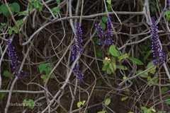 Plectranthus deccanicus